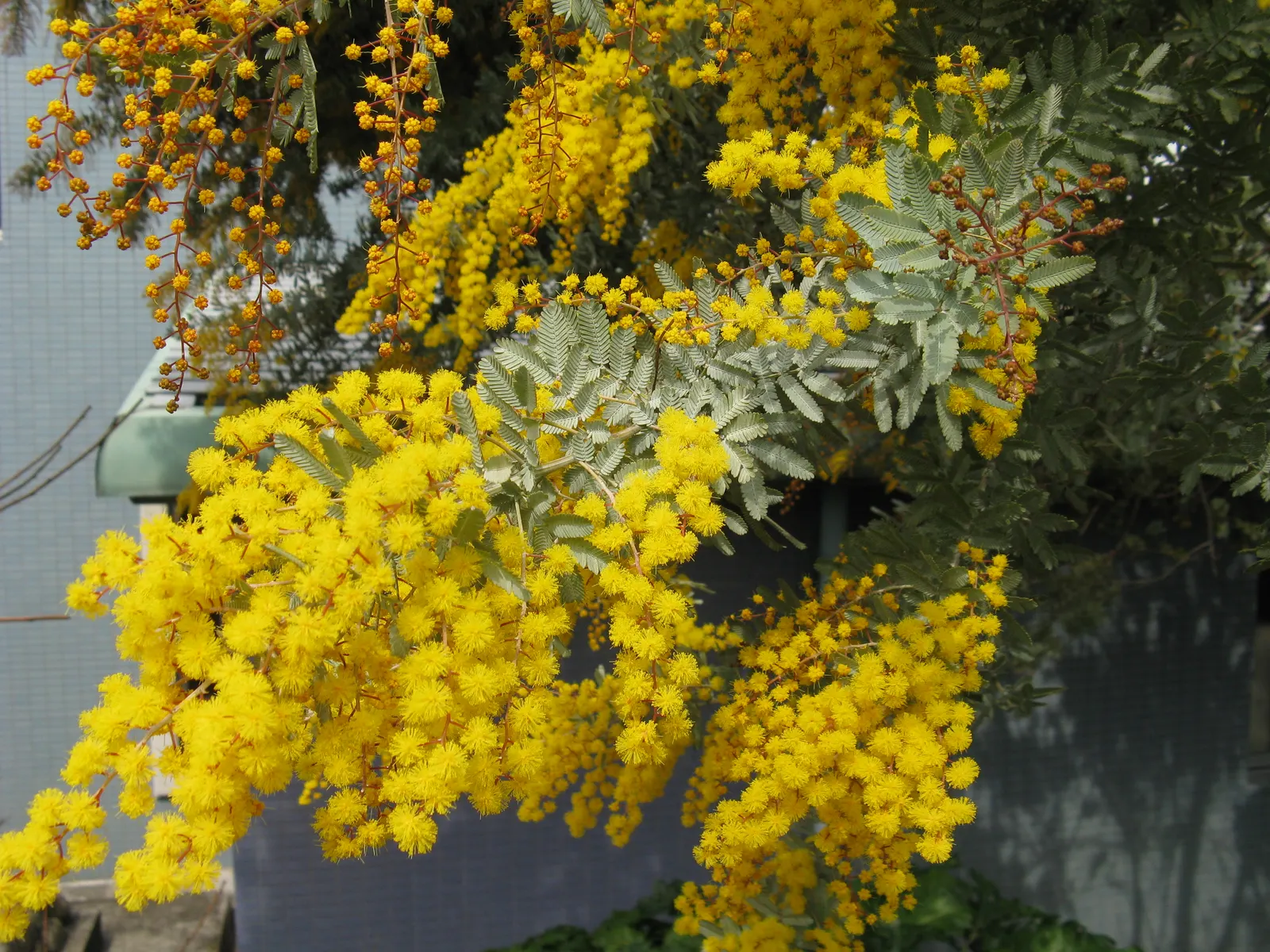 Fernleaf Acacia (Acacia Baileyana) — suitable for utlilizing in landscape designs where a light