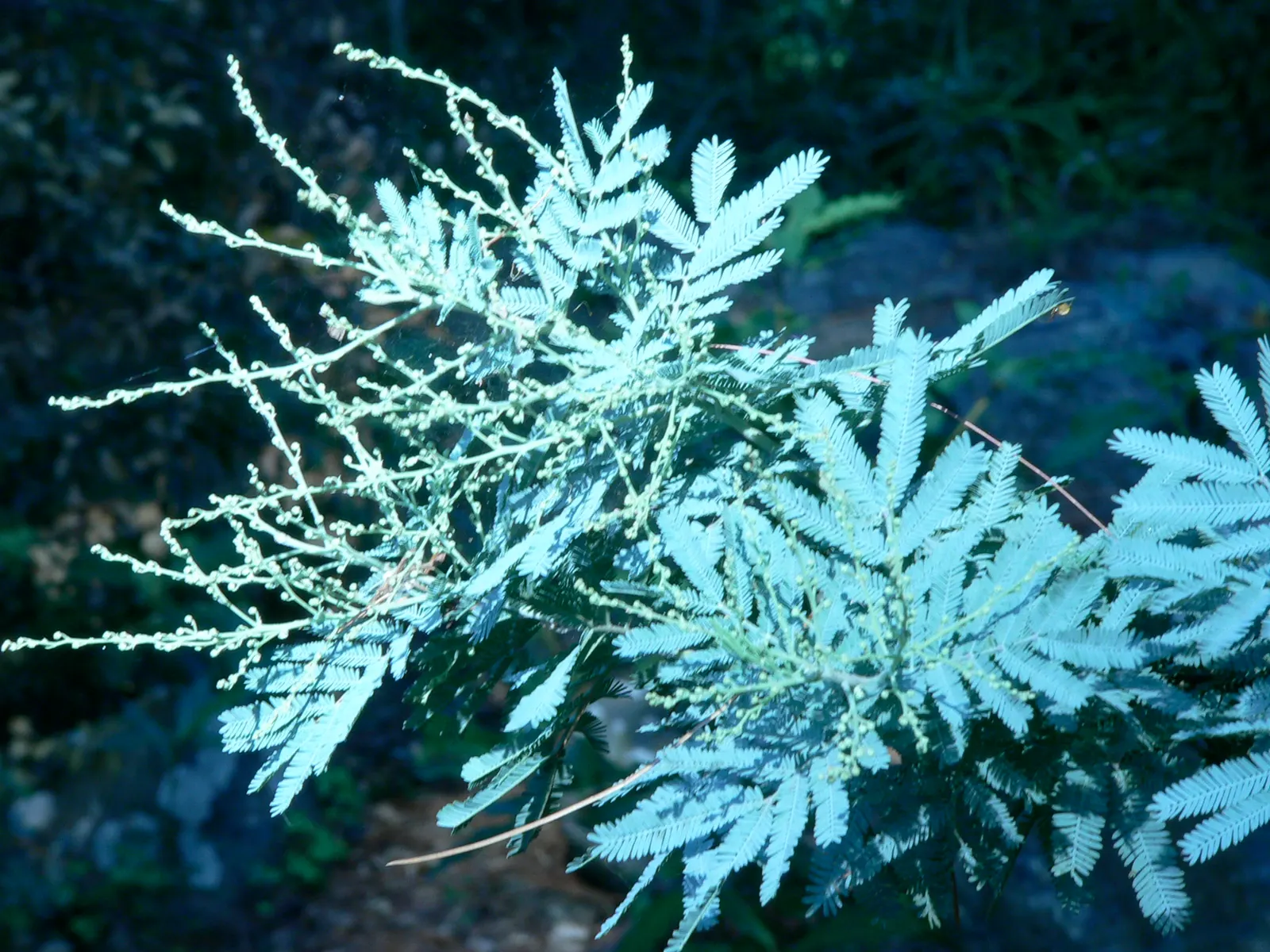 Fernleaf Acacia (Acacia Baileyana) — Fast-growing and known to reach an approximate height and spread of 20 to 30 feet