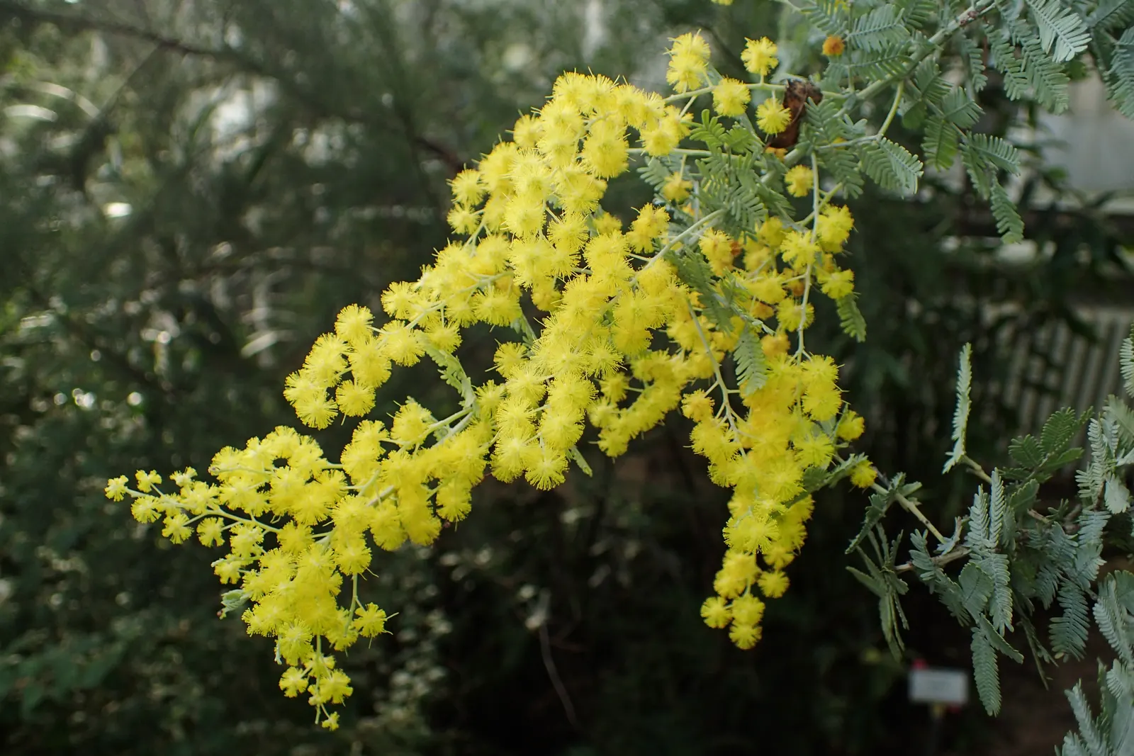 Fernleaf Acacia (Acacia Baileyana) — this Australian native tree establishes an eye-catching