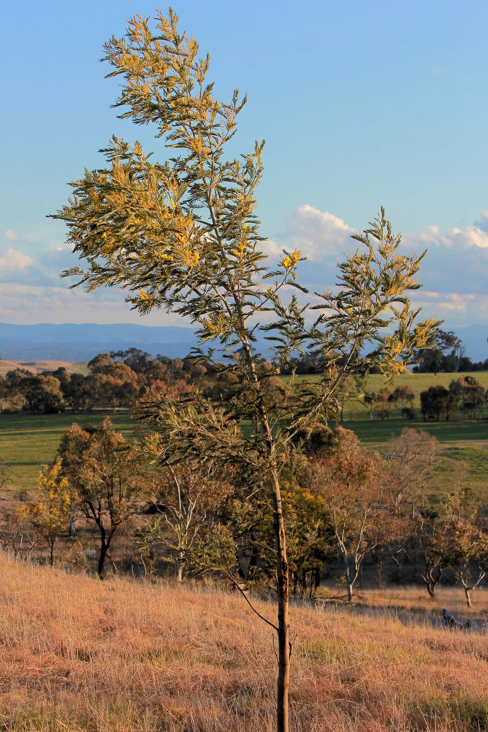 Fernleaf Acacia (Acacia Baileyana) — tree with yellow blooms