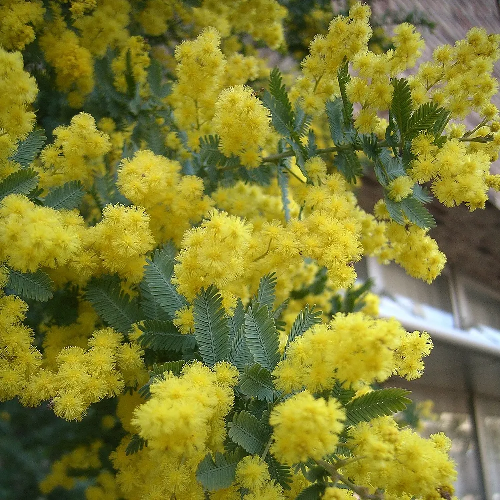 Fernleaf Acacia (Acacia Baileyana) — puff-form inflorescences that envelop the tree in late winter to early spring