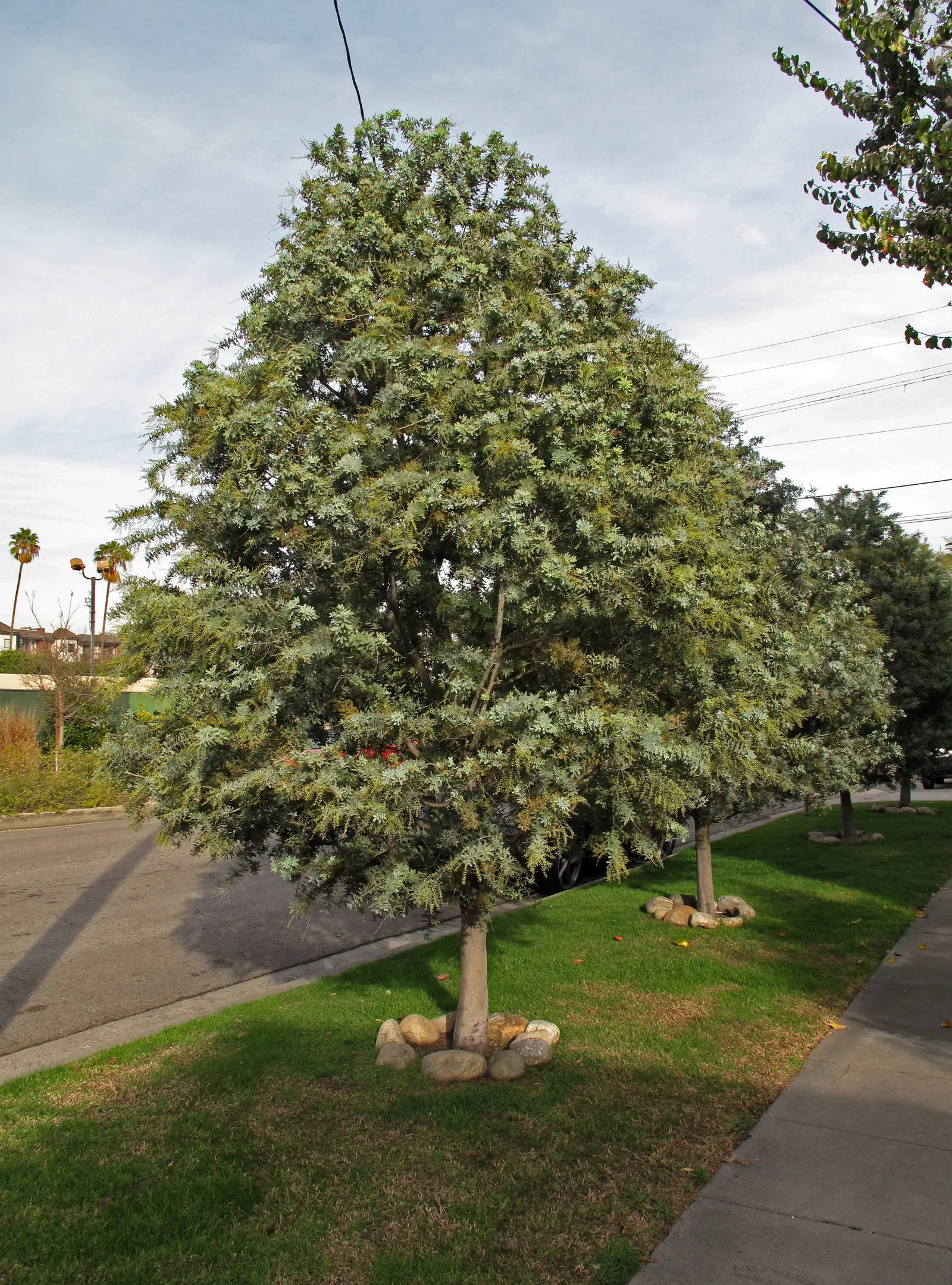 Fernleaf Acacia (Acacia Baileyana) — rounded canopy that offers dappled shade