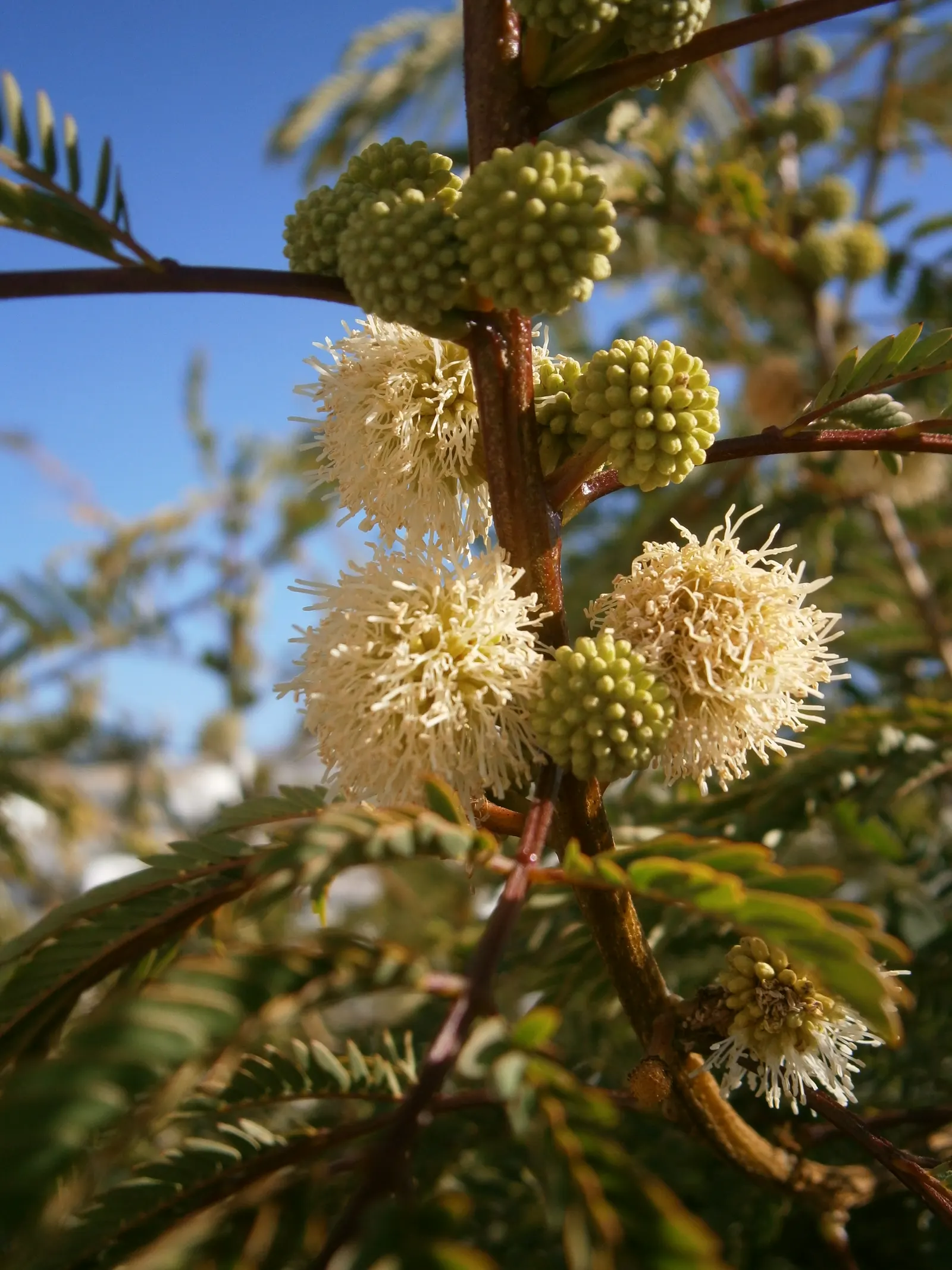 Fernleaf Acacia (Acacia Baileyana) — fern-like foliage and brilliant yellow