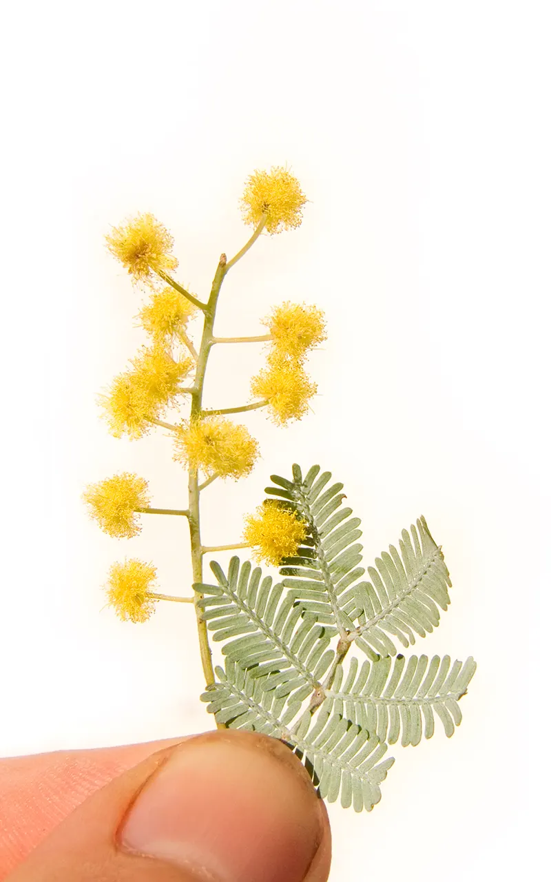 Fernleaf Acacia (Acacia Baileyana) — The Fernleaf Acacia (Acacia baileyana) is an evergreen tree native to Australia; hardy in USDA zones 9-11, this