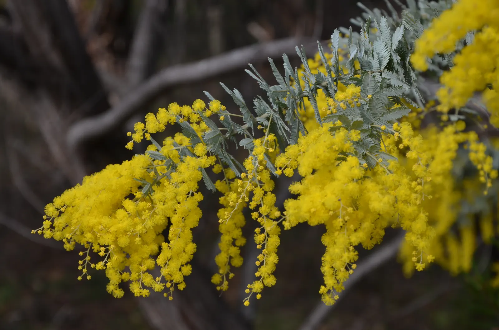 Fernleaf Acacia (Acacia Baileyana) — making it a valuable selection for water-efficient gardens in USDA Hardiness Zones 8 through 11