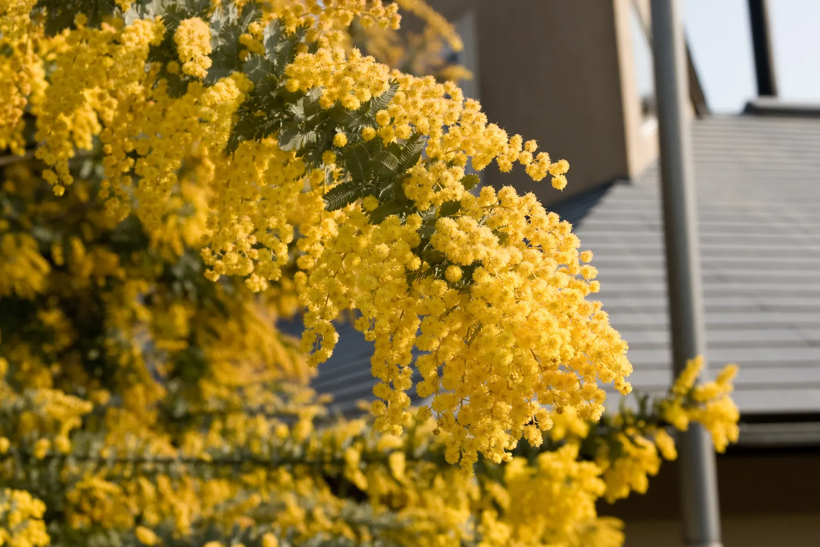 Fernleaf Acacia (Acacia Baileyana) — It reaches about 20-30 feet in height with a 20-40 feet spread, offering a fast-growing, round canopy