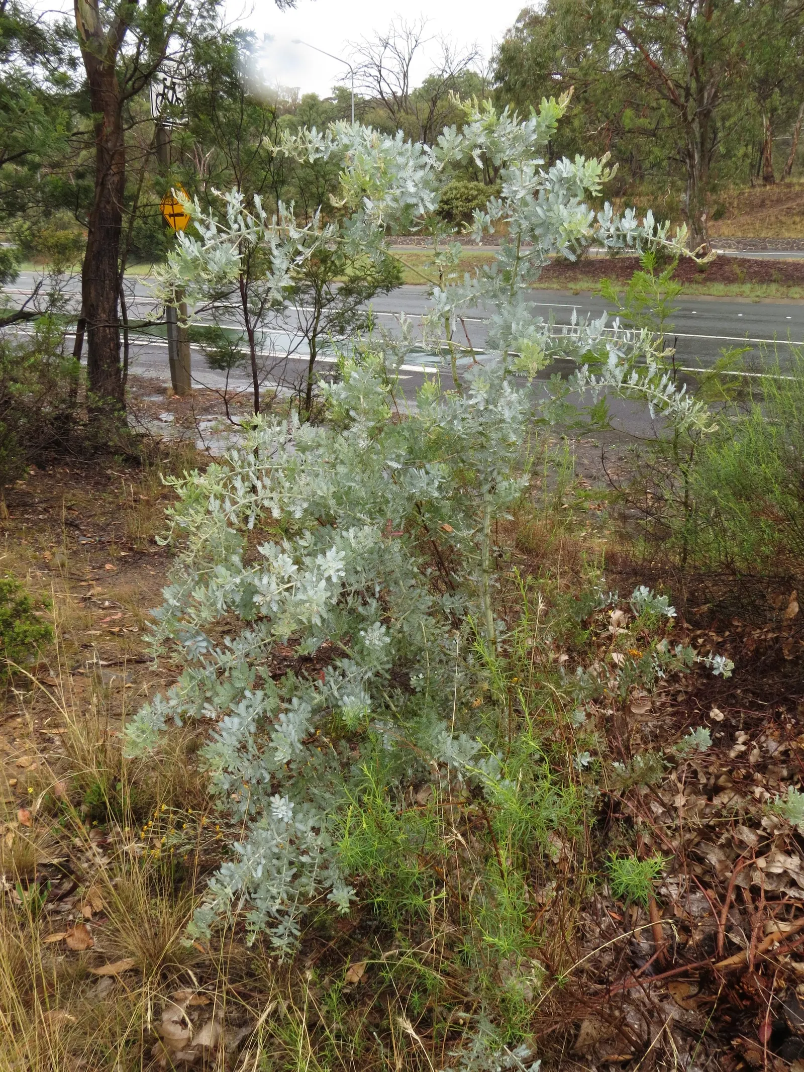 Fernleaf Acacia (Acacia Baileyana) — it's worth noting that the Acacia baileyana drops leaves and flowers