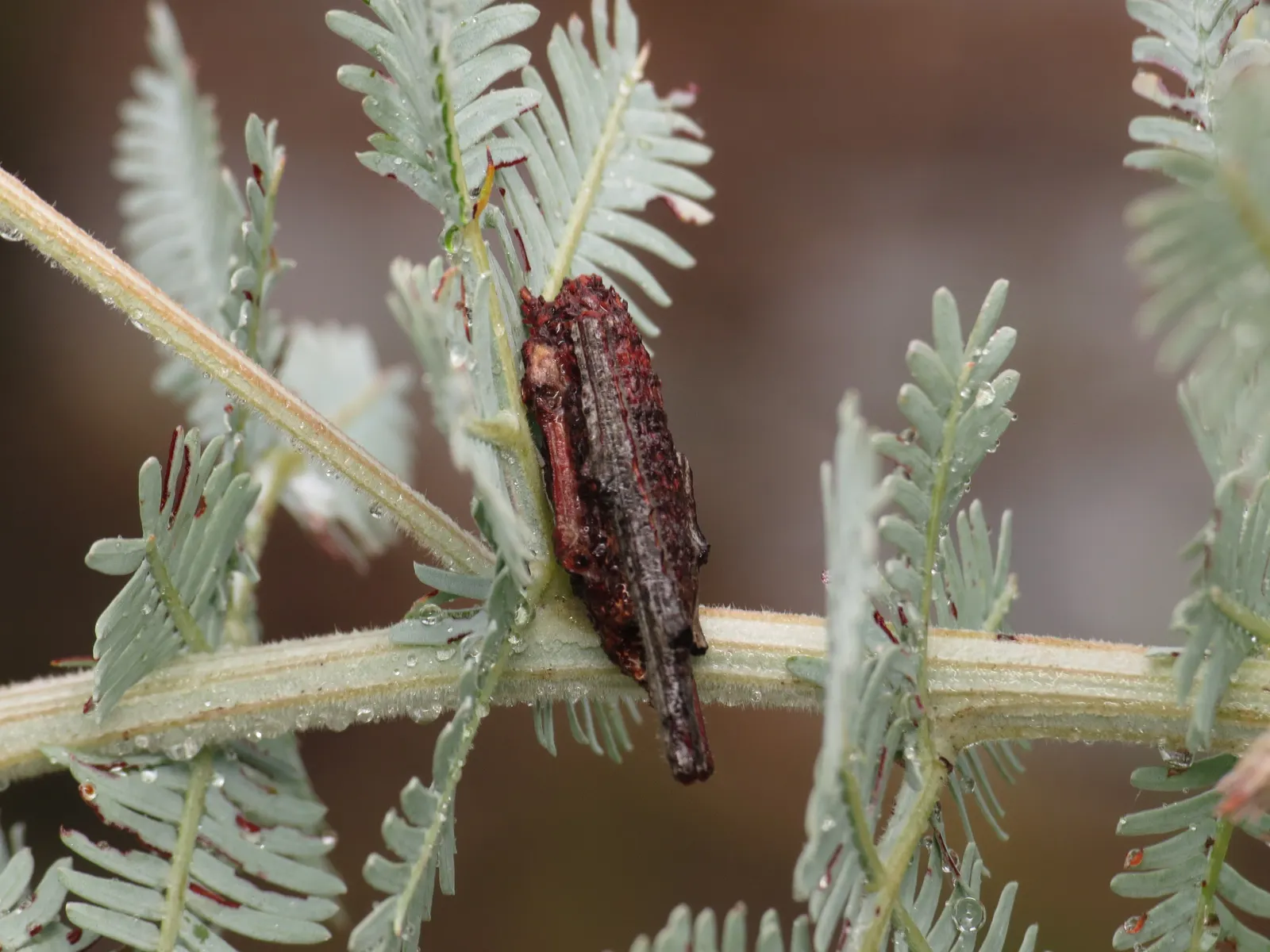 Fernleaf Acacia (Acacia Baileyana) — Beware of its potential invasiveness in suitable climates