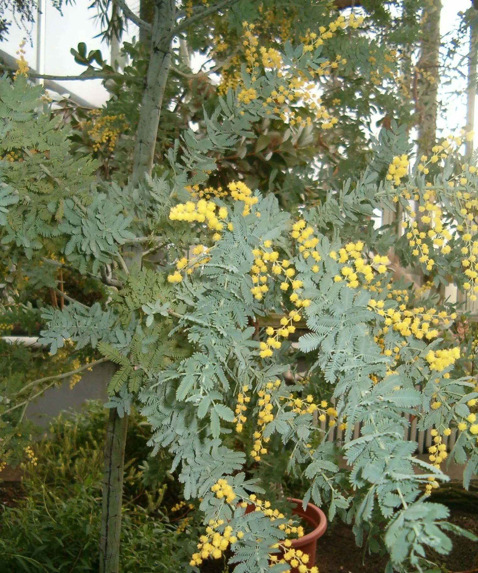 Fernleaf Acacia (Acacia Baileyana) — Full sunlight is ideal to maintain the tree's vigor and flowering potential