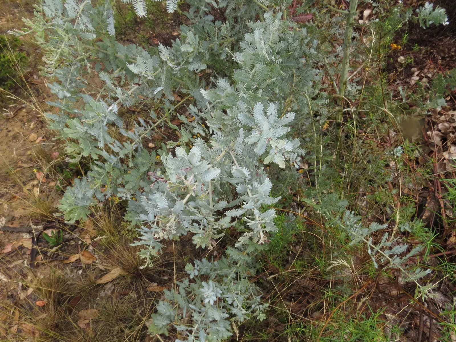 Fernleaf Acacia (Acacia Baileyana) — tree for full or half