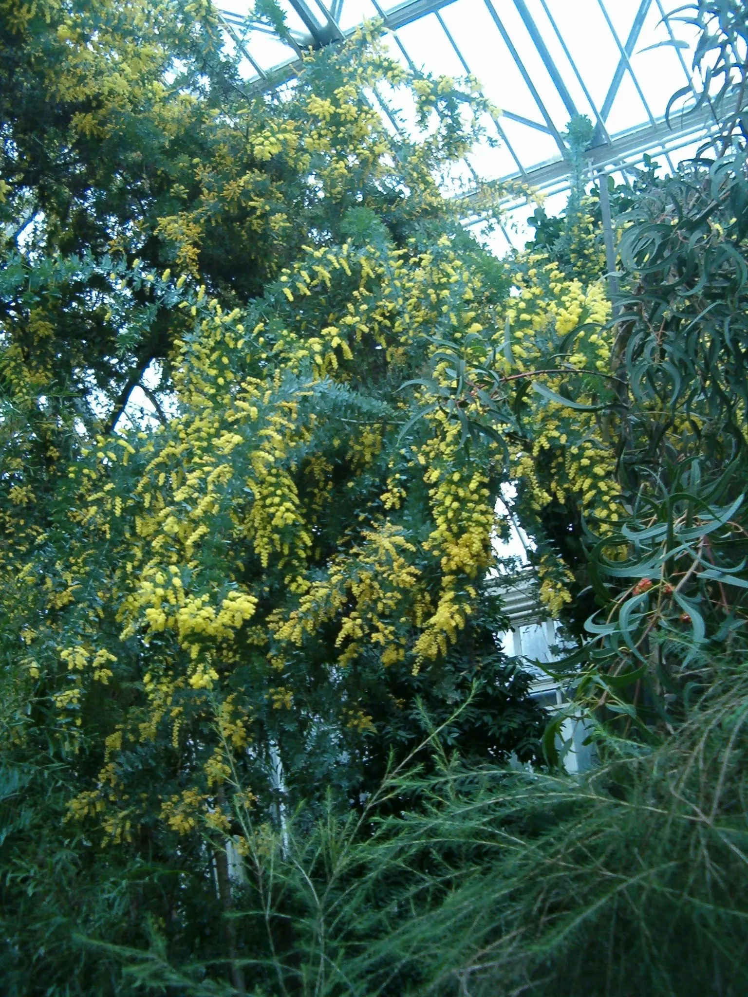 Fernleaf Acacia (Acacia Baileyana) — the Fernleaf Acacia may be positioned near walkways or structures where other trees might pose a concern