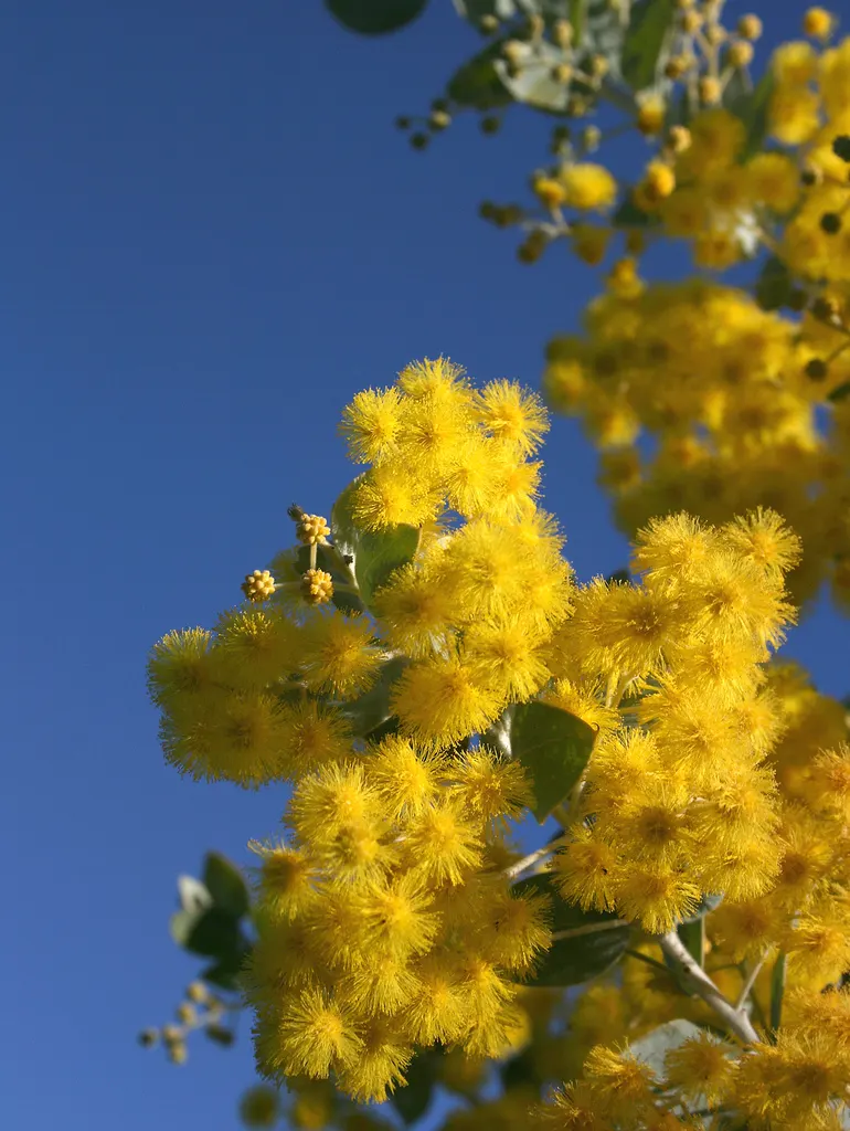 Fernleaf Acacia (Acacia Baileyana) — blue-gray foliage and bright yellow spring blooms