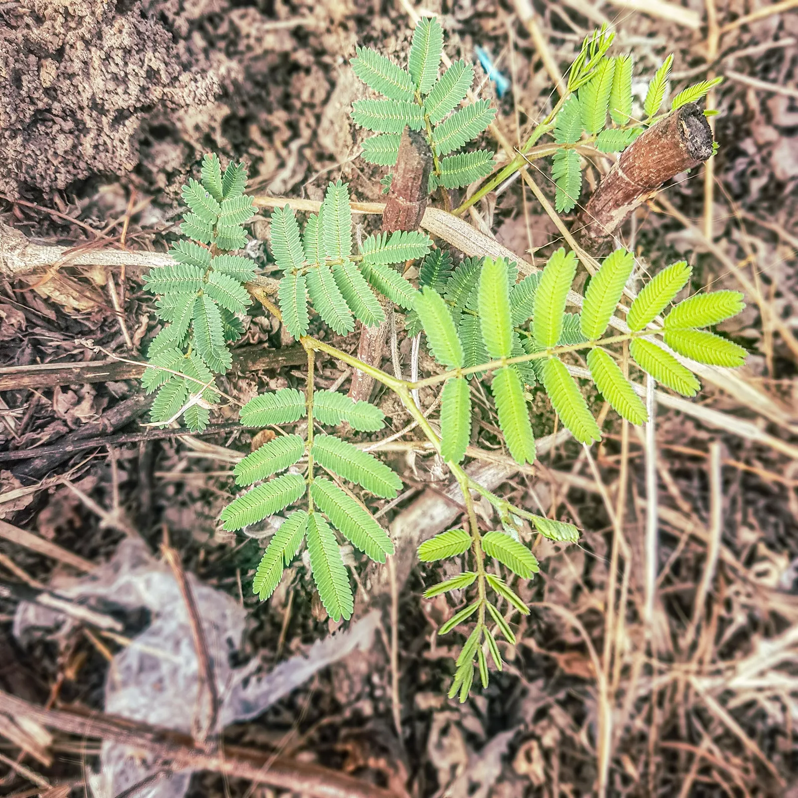 Fernleaf Acacia (Acacia Baileyana) — is a captivating specimen renowned for its distinctive silver-blue