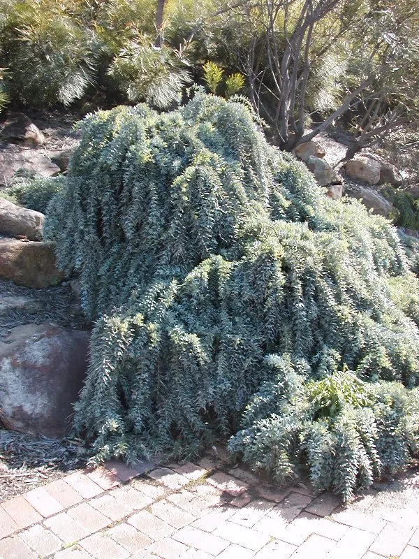 Fernleaf Acacia (Acacia Baileyana) — Hardy in USDA zones 9-11, this drought-tolerant acacia prefers full sun and well-draining soil
