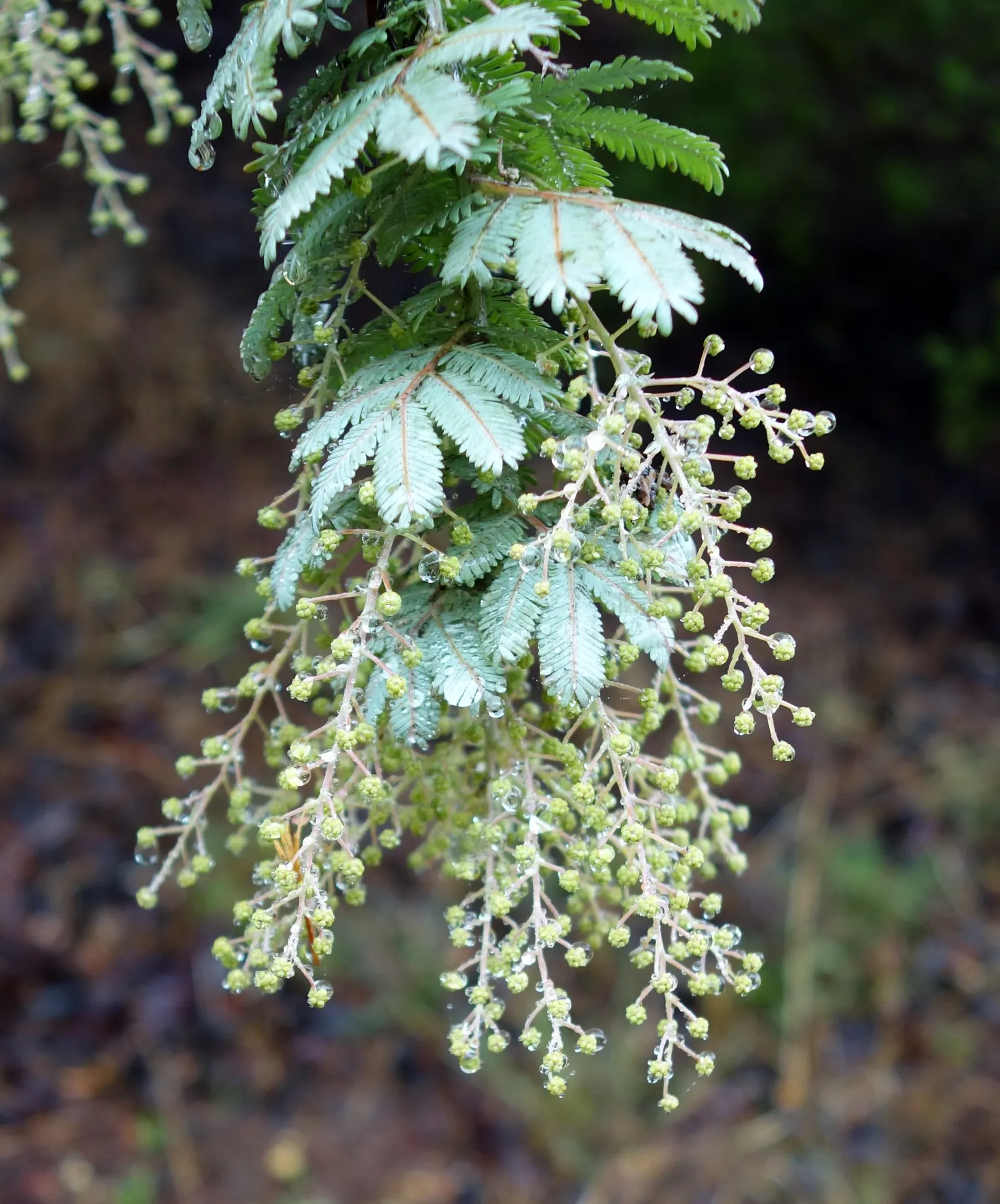 Fernleaf Acacia (Acacia Baileyana) — The Fernleaf Acacia (Acacia baileyana) is an evergreen tree native to Australia