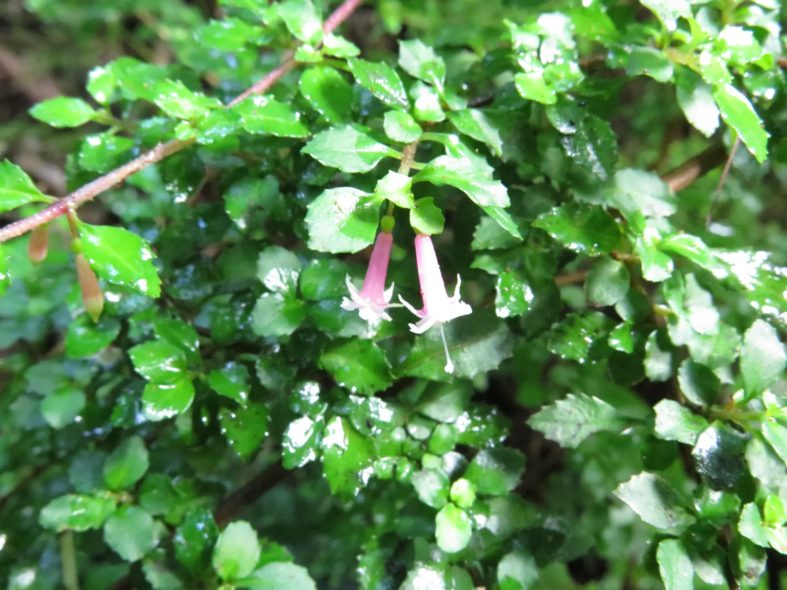 Thyme Leafed Fuchsia (Fuchsia Thymifolia) — Its petite, thyme-like foliage and delicate, pendulous pink to purple flowers add charm to shaded garden areas
