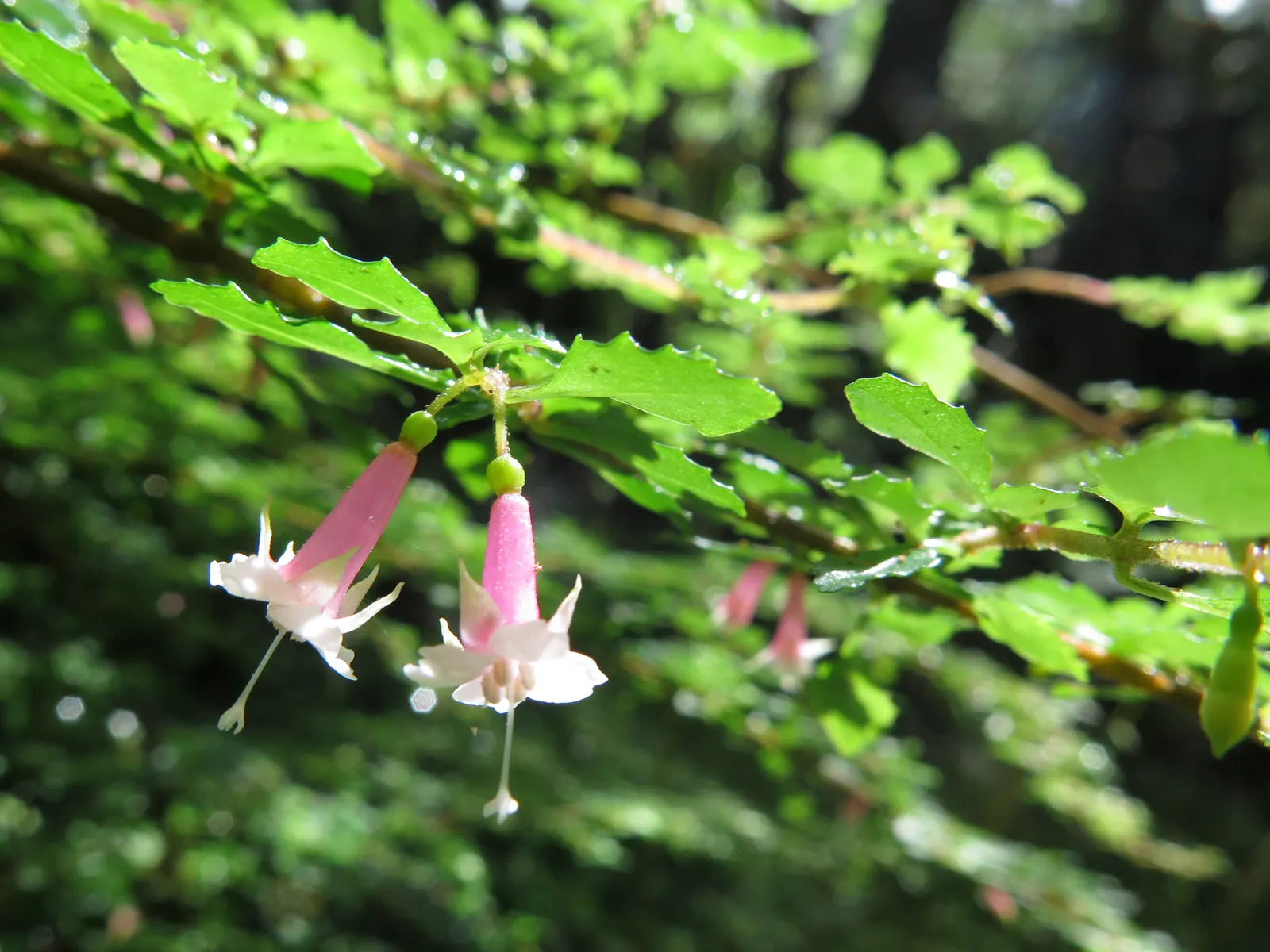 Thyme Leafed Fuchsia (Fuchsia Thymifolia) — growing up to 2-3 feet tall and wide