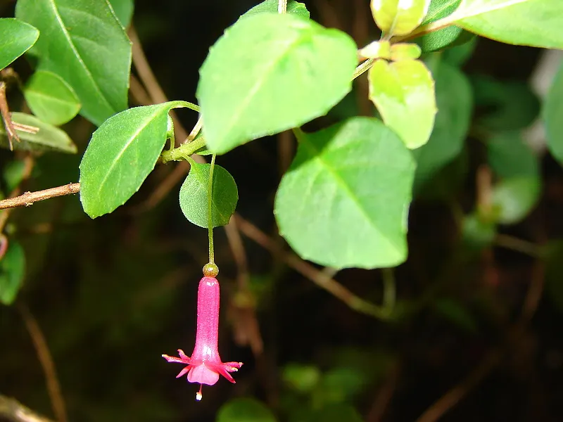 Thyme Leafed Fuchsia (Fuchsia Thymifolia) — The Thyme Leafed Fuchsia (Fuchsia thymifolia) is a dainty