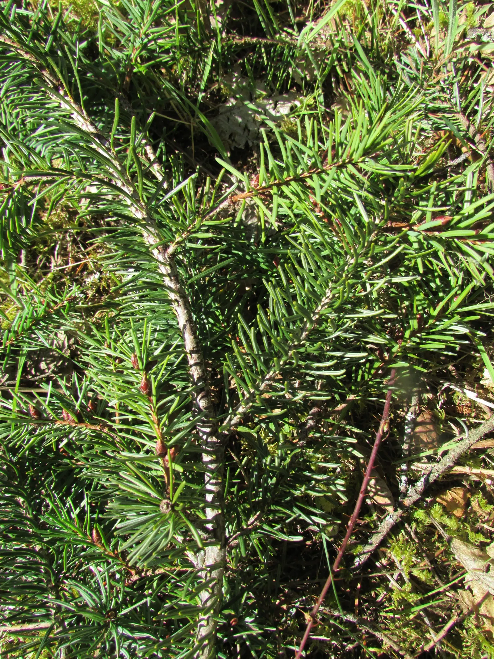 Pacific Silver Fir (Abies Amabilis) — delicate texture to the touch.<br><br>The bark of the Pacific Silver Fir is smooth and gray on young trees