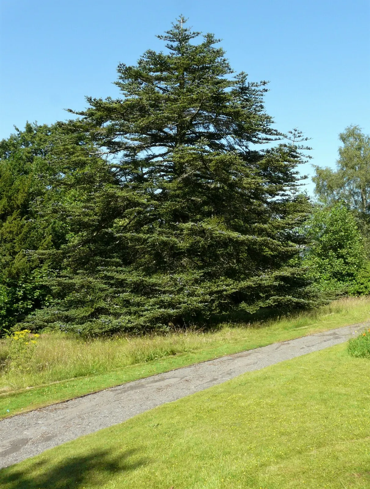Pacific Silver Fir (Abies Amabilis) — It is important to provide ample space for this fir to grow; its needles are a shimmering silver-green, about 1 to 1.5
