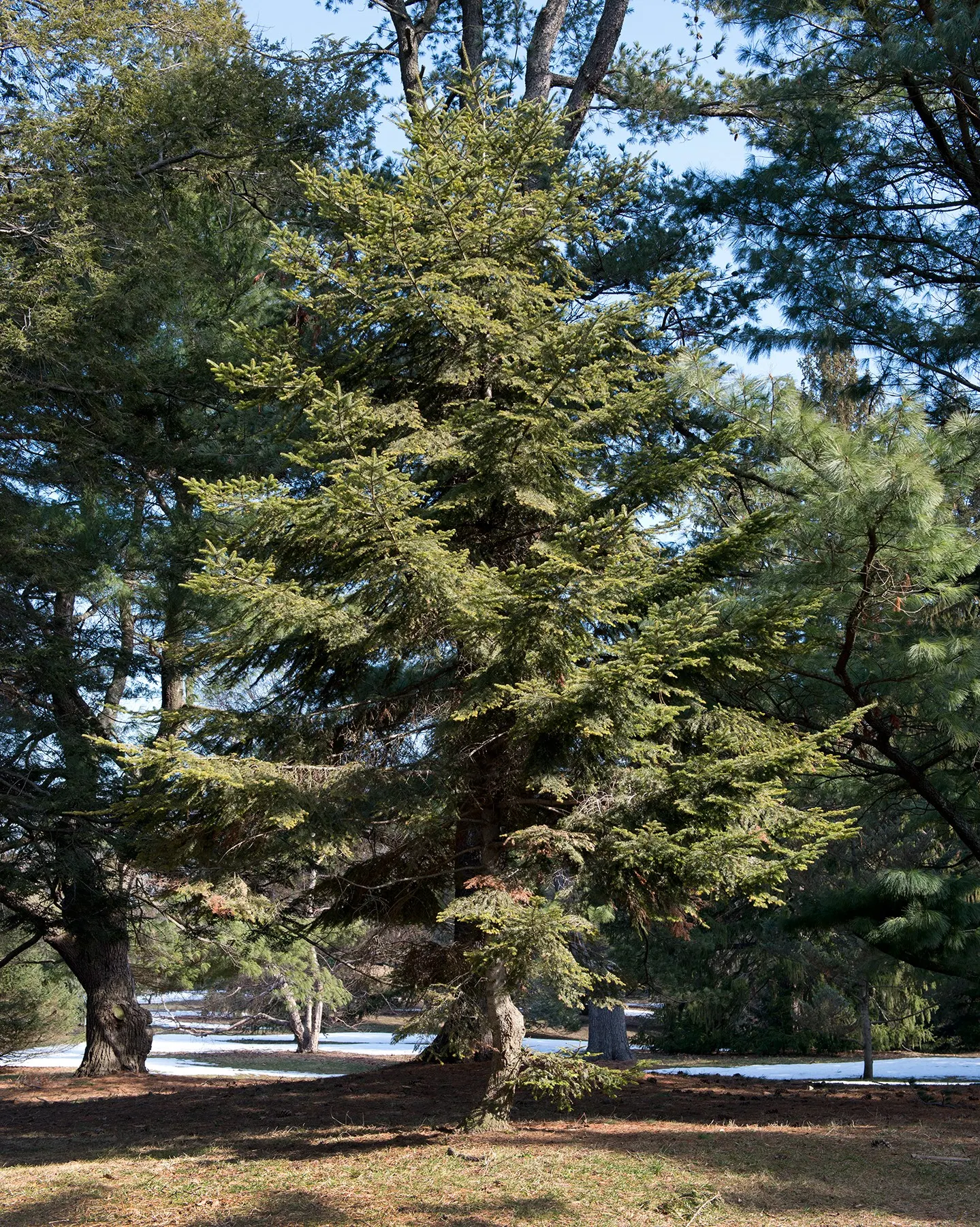 Pacific Silver Fir (Abies Amabilis) — and the smooth bark adds textural interest