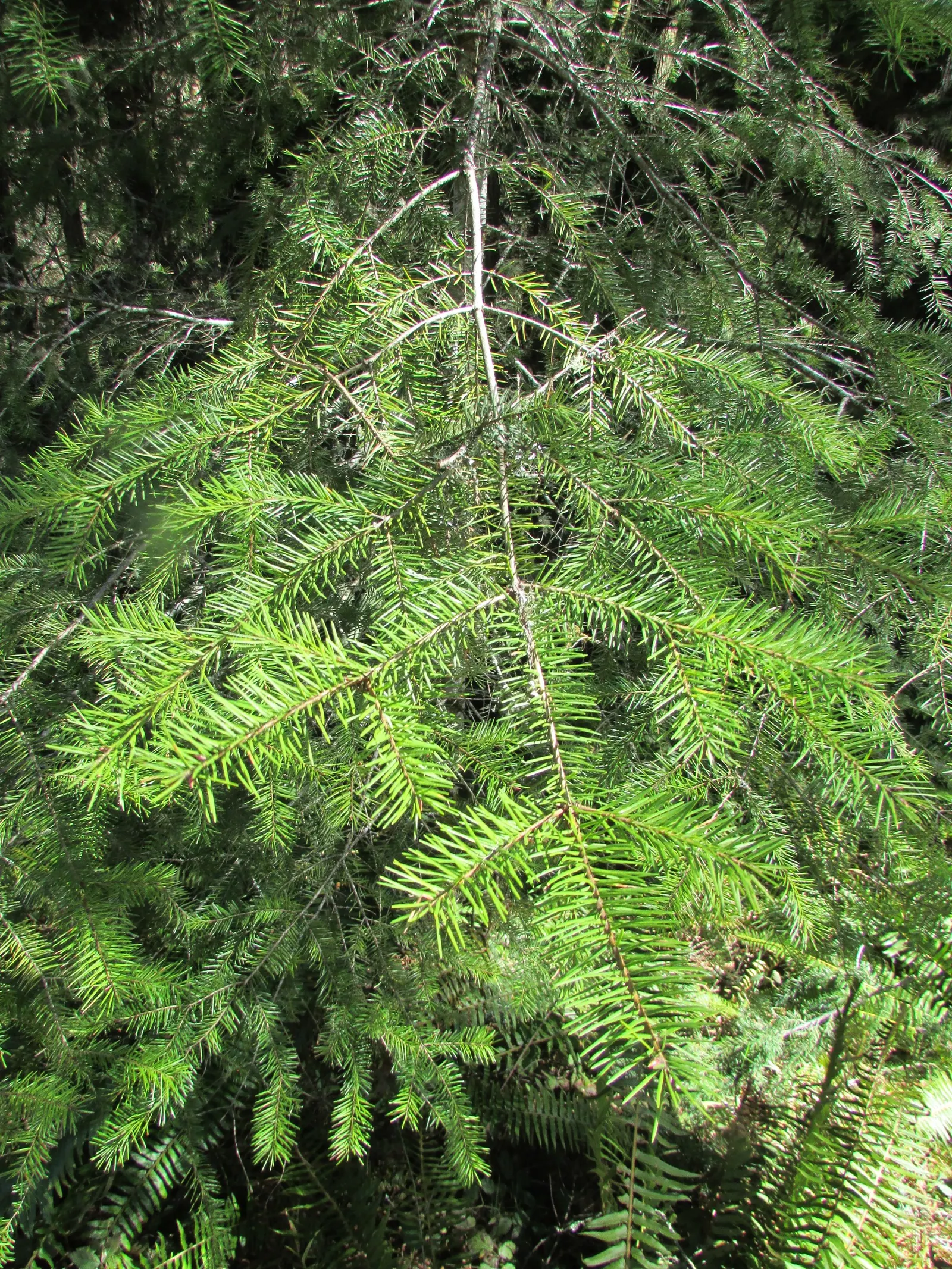 Pacific Silver Fir (Abies Amabilis) — It provides excellent habitat for wildlife, offering shelter and food