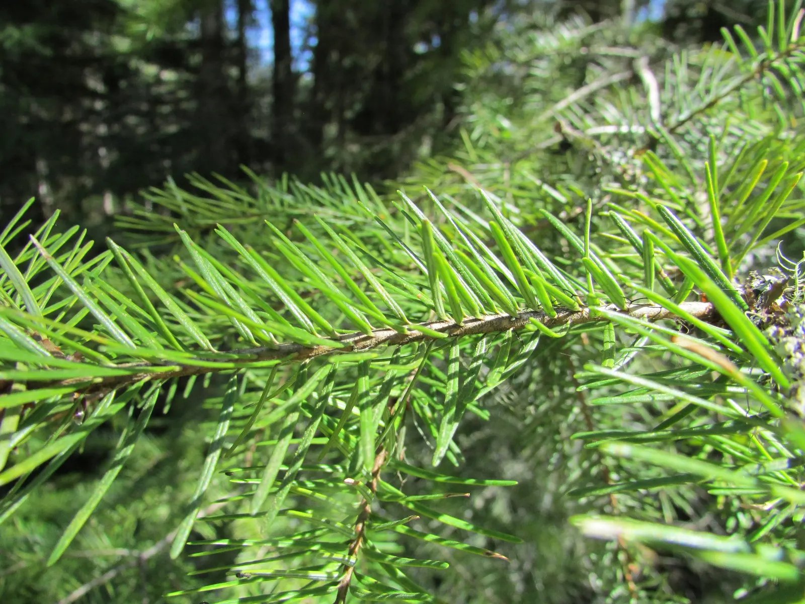 Pacific Silver Fir (Abies Amabilis) — revered for its symmetrical shape and dense foliage