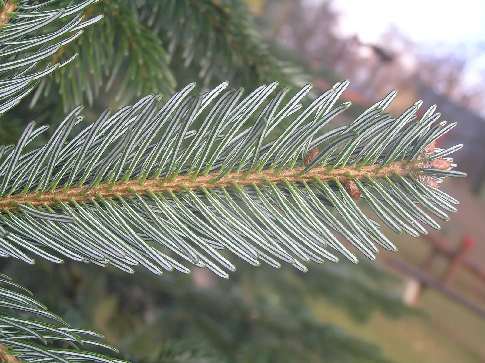 Pacific Silver Fir (Abies Amabilis) — It provides excellent habitat for wildlife, offering shelter and food; it is renowned for its graceful symmetrical shape