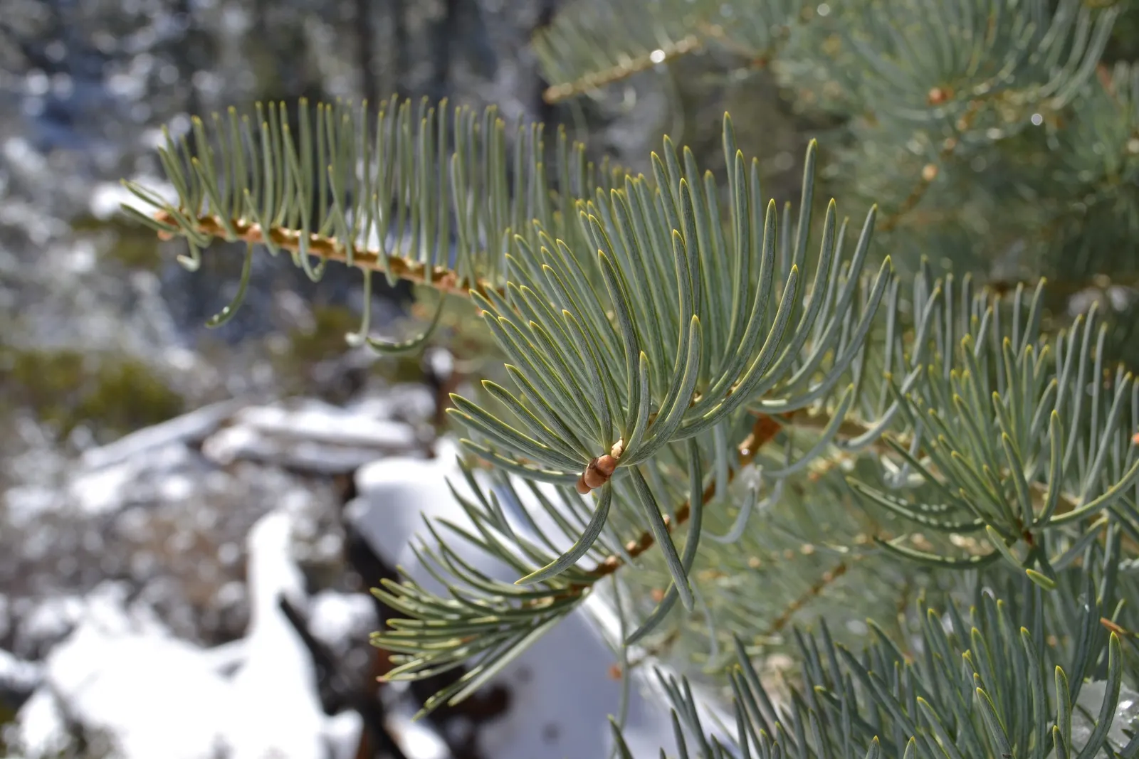 Pacific Silver Fir (Abies Amabilis) — It is renowned for its graceful symmetrical shape and lush; the Pacific Silver Fir, or Abies amabilis, is a stunning