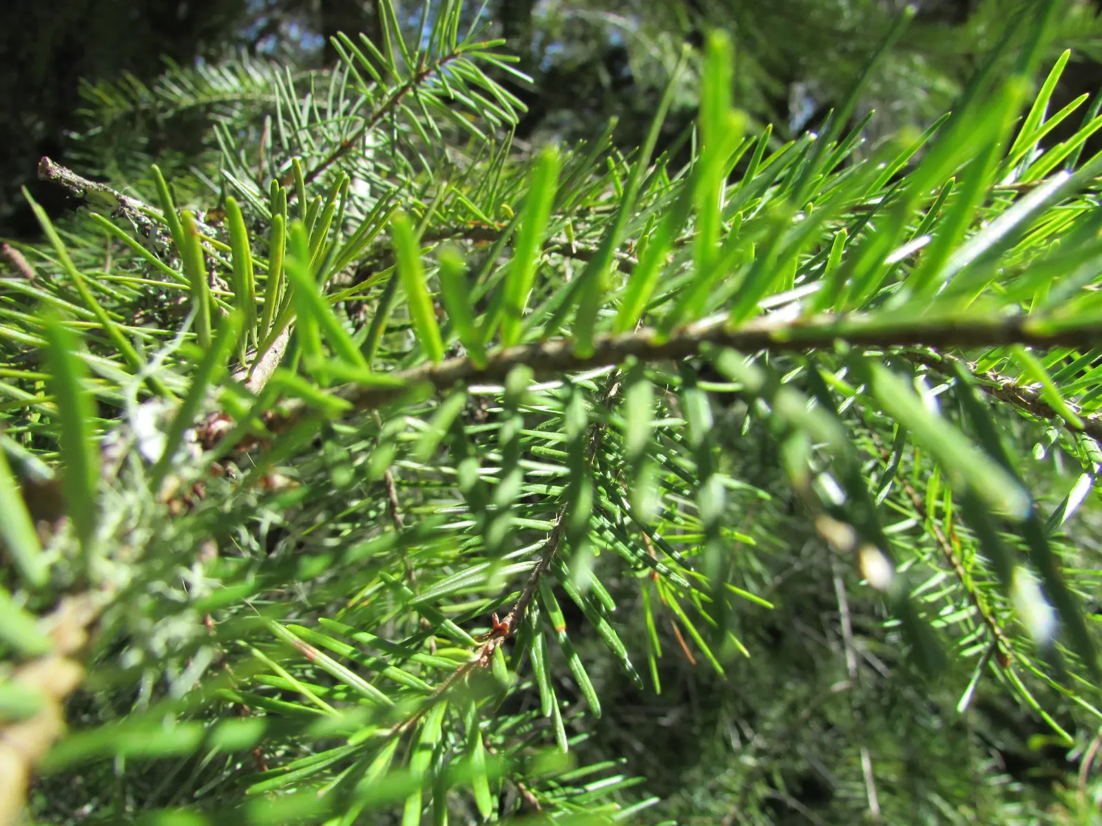 Pacific Silver Fir (Abies Amabilis) — Ideal for spacious landscapes in USDA zones 4-6