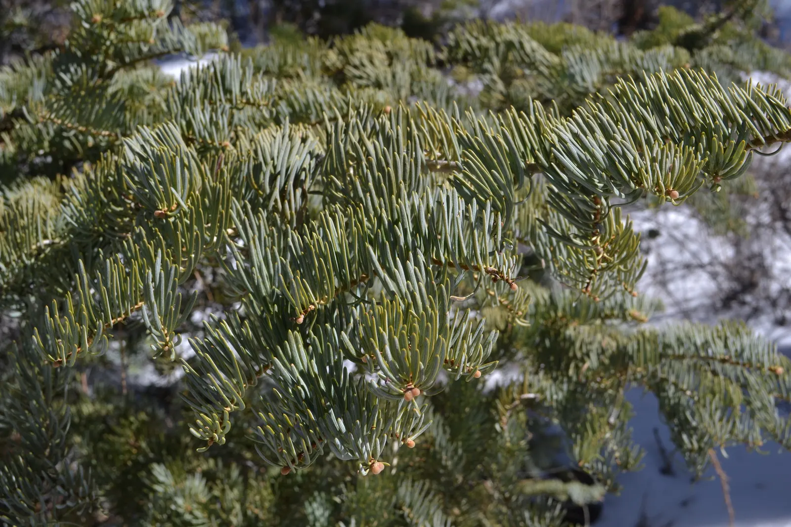 Pacific Silver Fir (Abies Amabilis) — They are arranged in a flattened spruce-like pattern; ideal for spacious landscapes in USDA zones 4-6