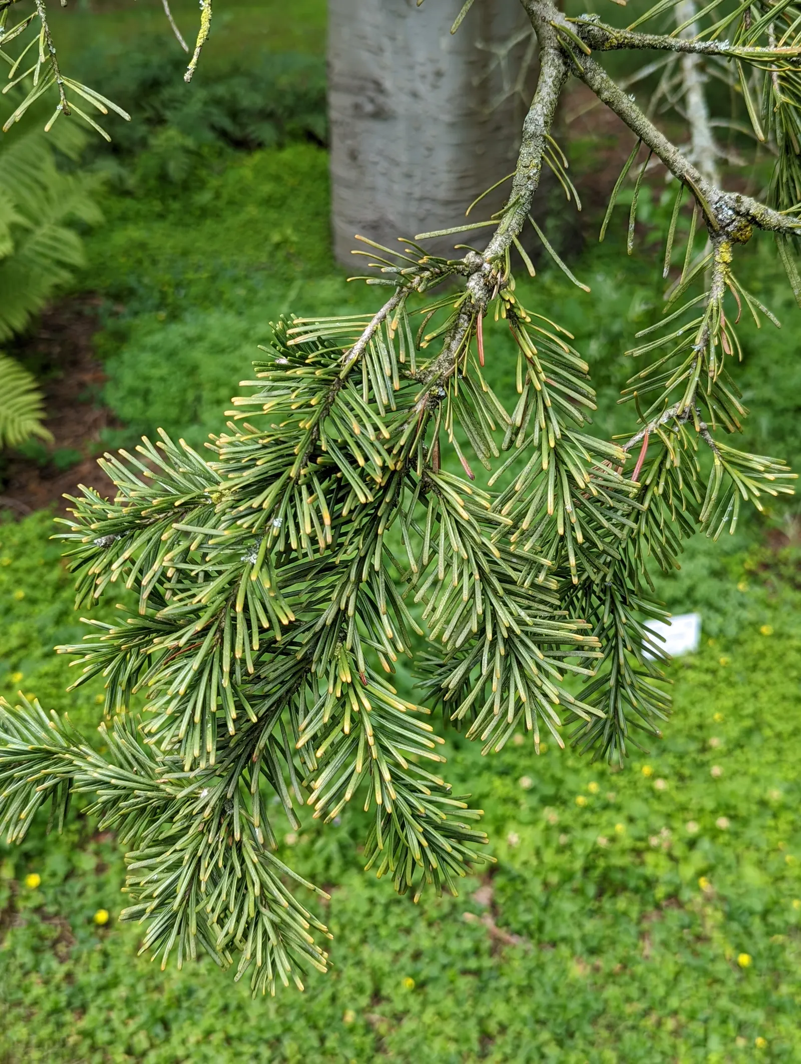 Pacific Silver Fir (Abies Amabilis) — revered for its symmetrical shape and dense foliage; and the smooth bark adds textural interest, image 47