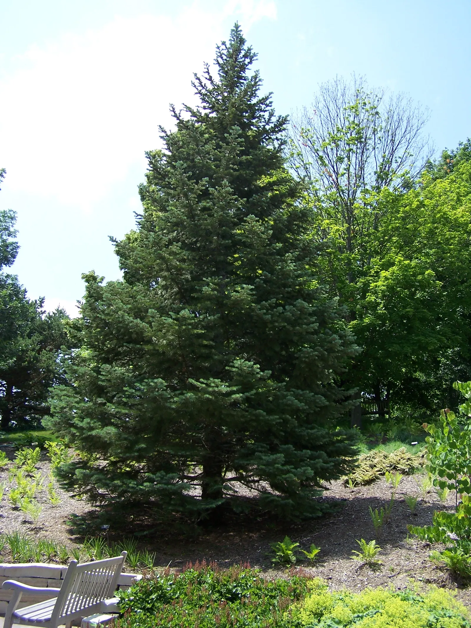 Pacific Silver Fir (Abies Amabilis) — delicate texture to the touch.<br><br>The bark of the Pacific Silver Fir is smooth and gray on young trees, image 35