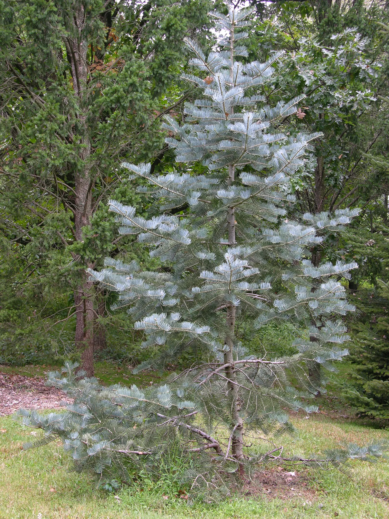 Pacific Silver Fir (Abies Amabilis) — The Pacific Silver Fir, or Abies amabilis, is a stunning evergreen conifer indigenous to the Pacific Northwest; conifer /