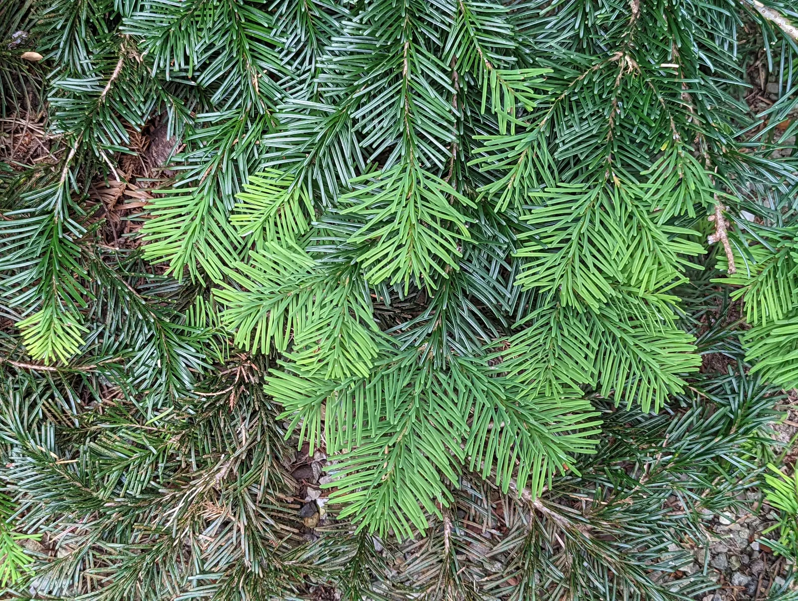 Pacific Silver Fir (Abies Amabilis) — and the smooth bark adds textural interest; grows up to 100-180 ft tall with a 20-30 ft spread