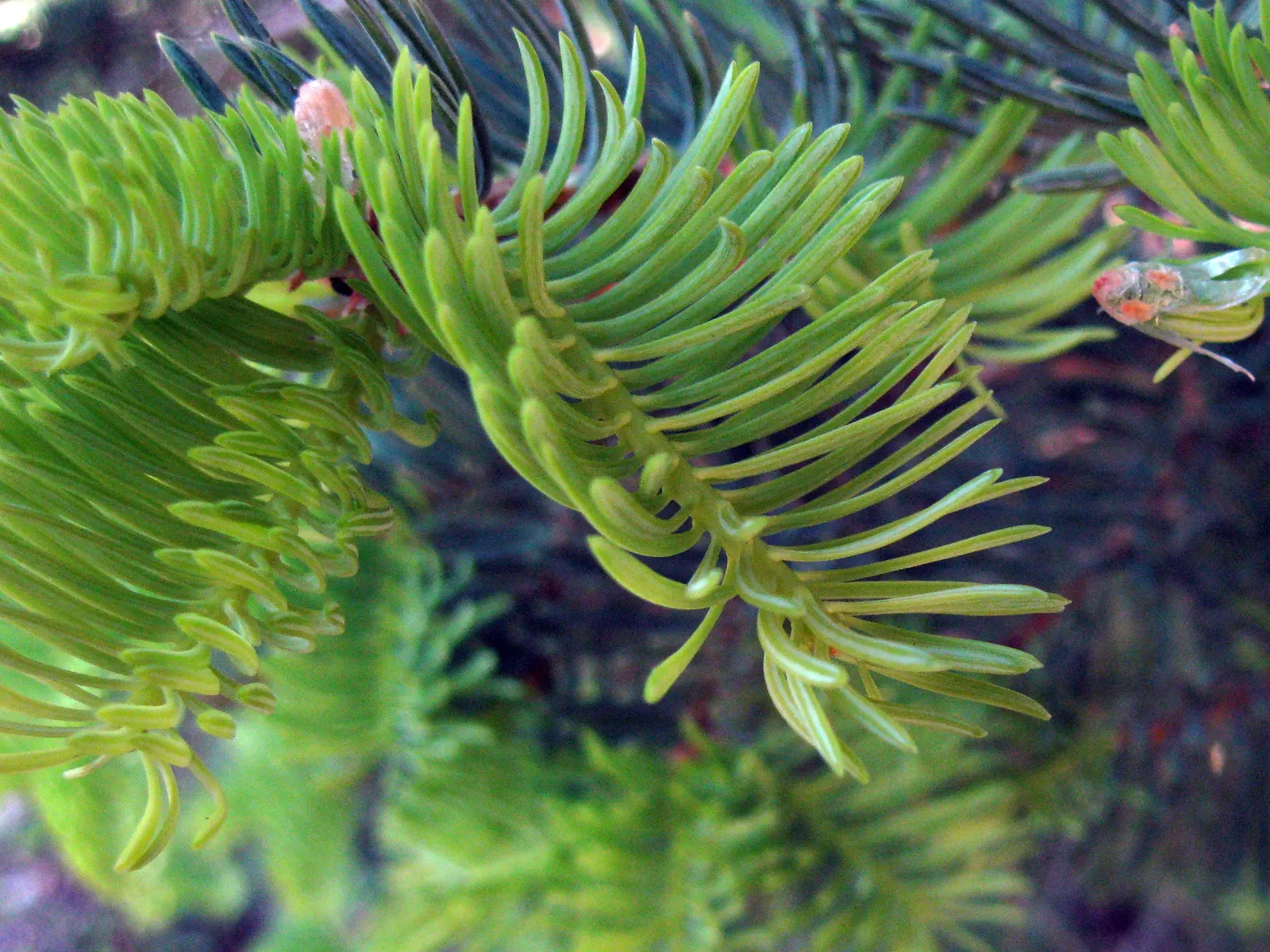 Pacific Silver Fir (Abies Amabilis) — conifer / tree for full; ensure it is positioned with enough space to accommodate its majestic height and spread
