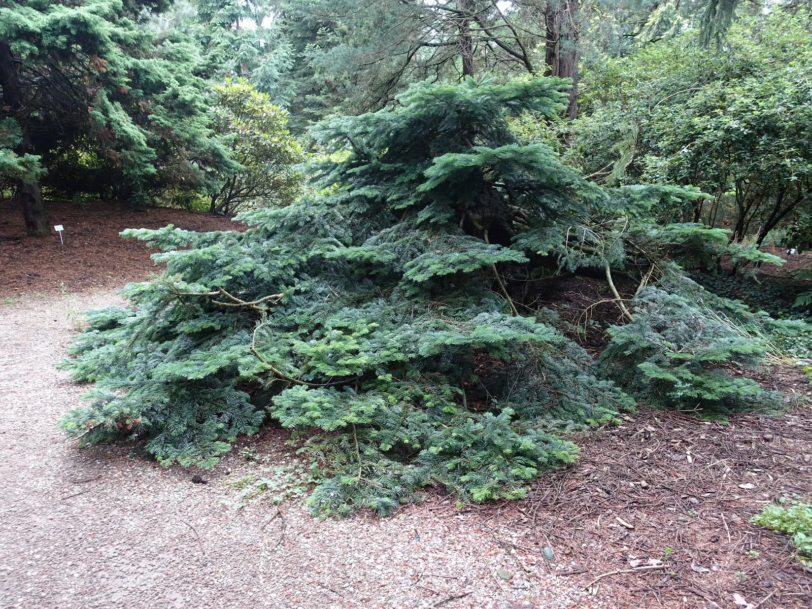 Pacific Silver Fir (Abies Amabilis) — Its needles are a shimmering silver-green, about 1 to 1.5 inches long, contributing to its common name; avoiding overhead
