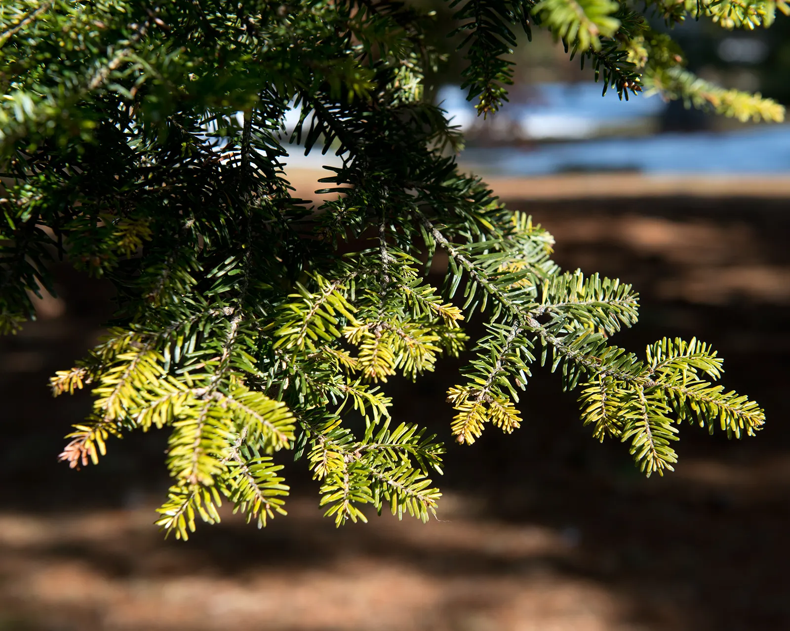 Pacific Silver Fir (Abies Amabilis) — ensure it is positioned with enough space to accommodate its majestic height and spread