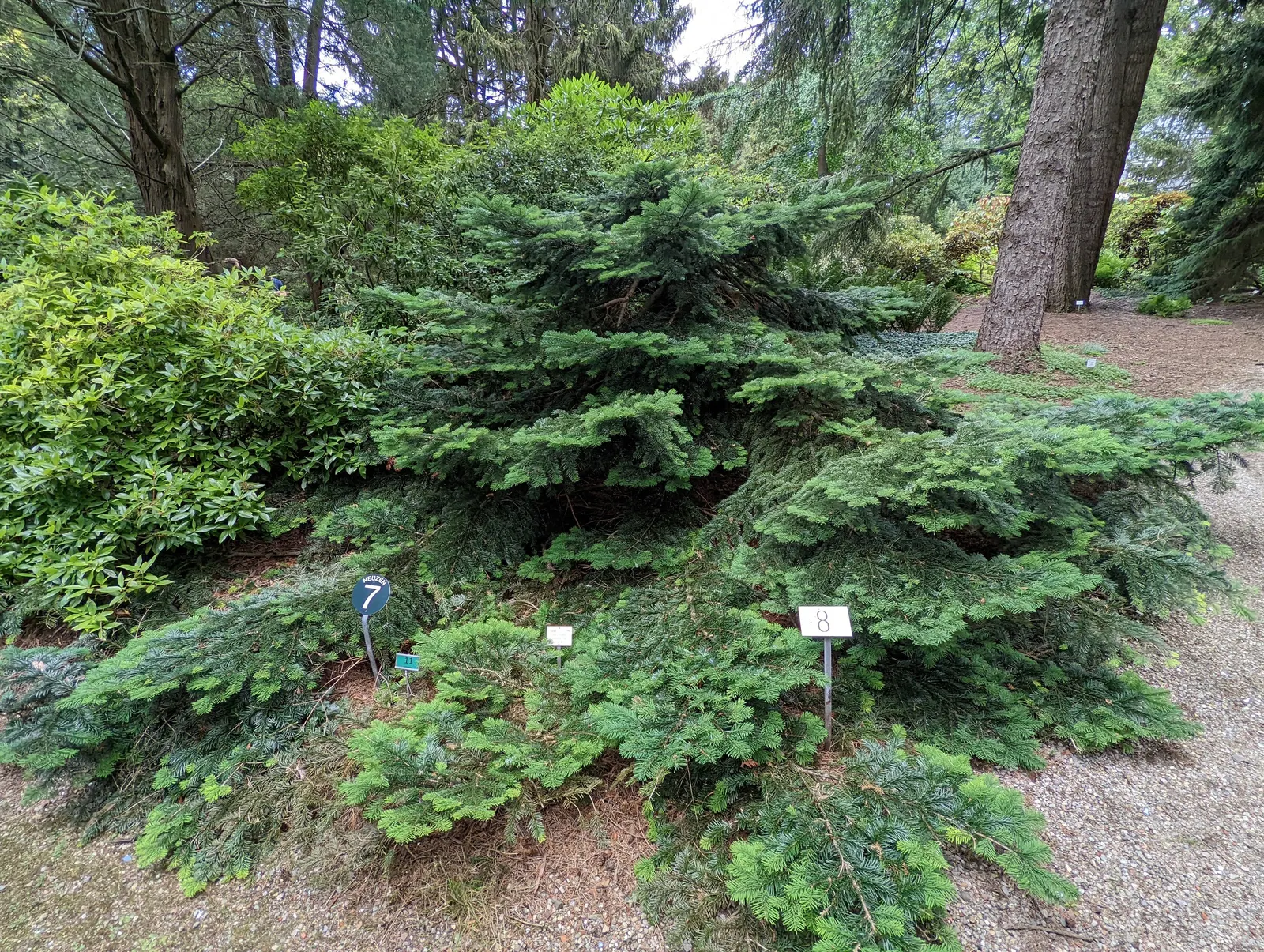 Pacific Silver Fir (Abies Amabilis) — ensure it is positioned with enough space to accommodate its majestic height and spread; it serves well as a windbreak or
