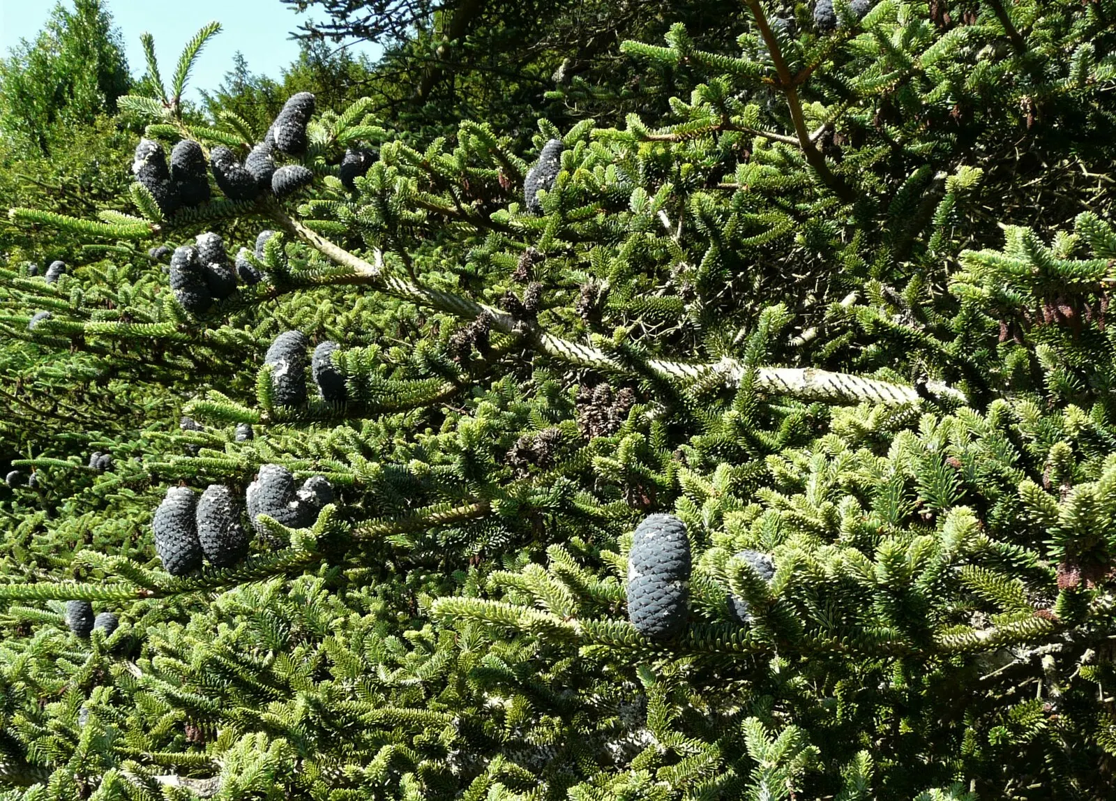 Pacific Silver Fir (Abies Amabilis) — Its needles display a lustrous dark green top with a distinctive silvery-white underside; it provides excellent habitat