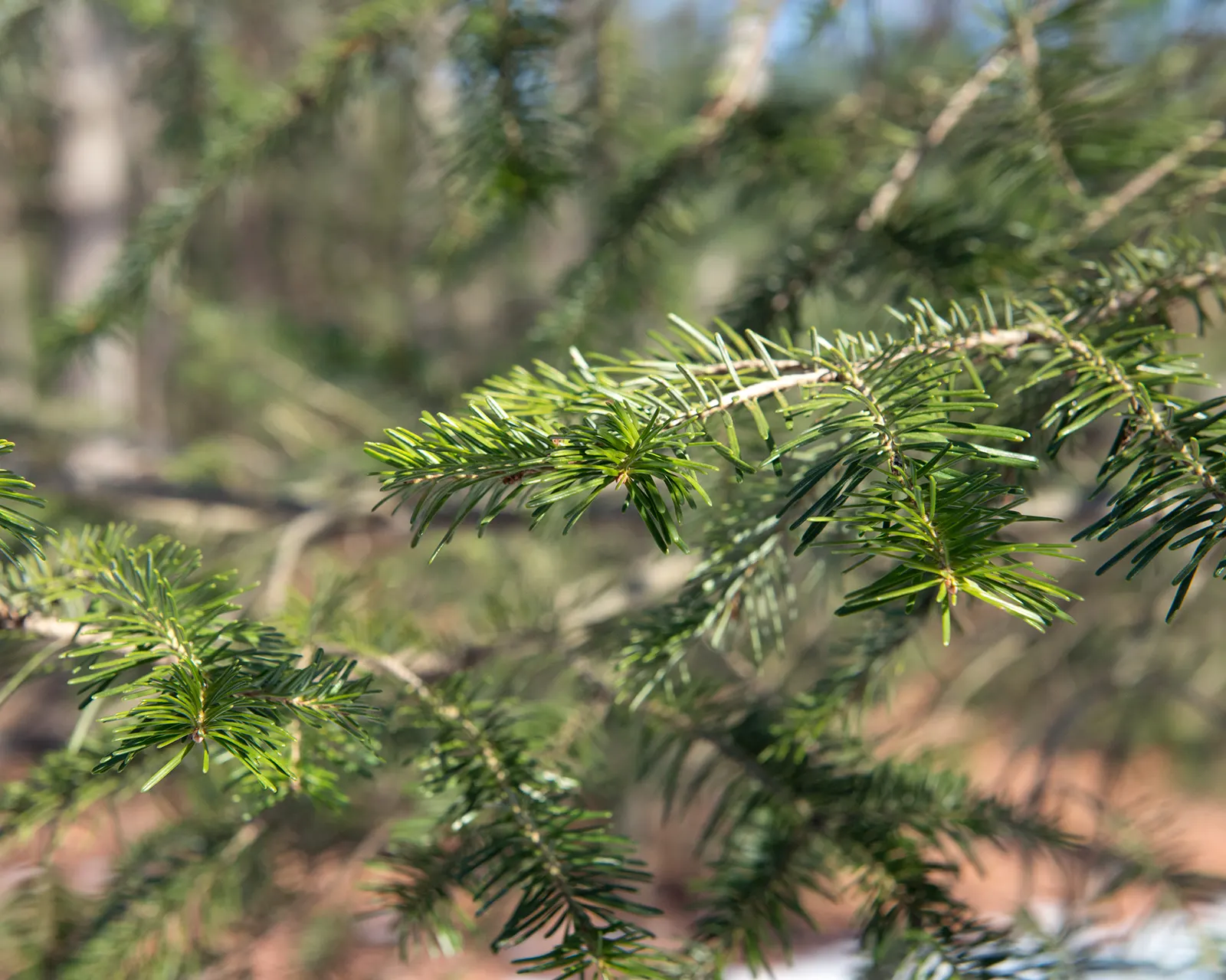 Pacific Silver Fir (Abies Amabilis) — both vertically and horizontally.<br><br>The Pacific Silver Fir is relatively slow-growing but worth the wait; as it