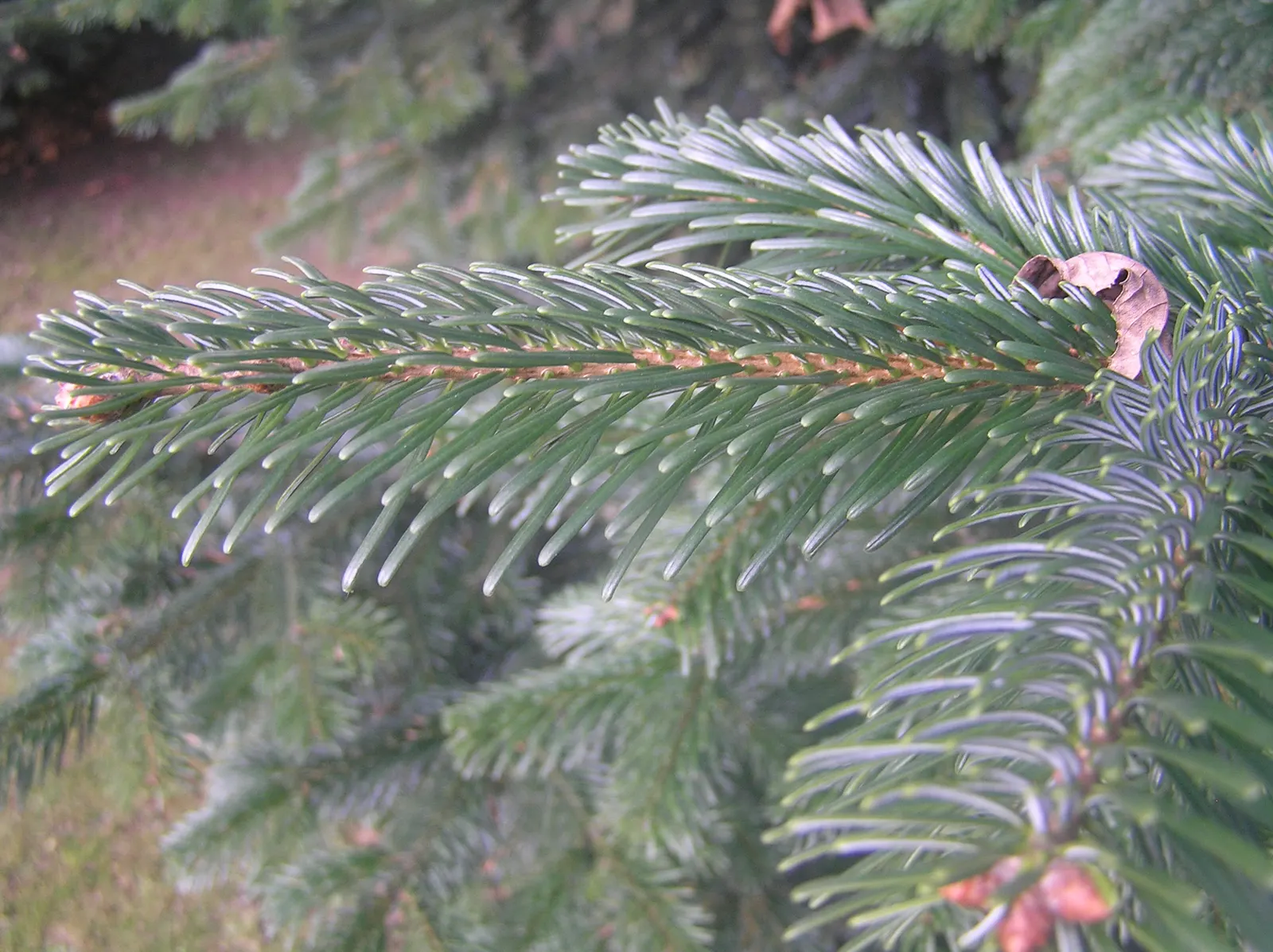 Pacific Silver Fir (Abies Amabilis) — becoming furrowed with age; for clients interested in sustainable features