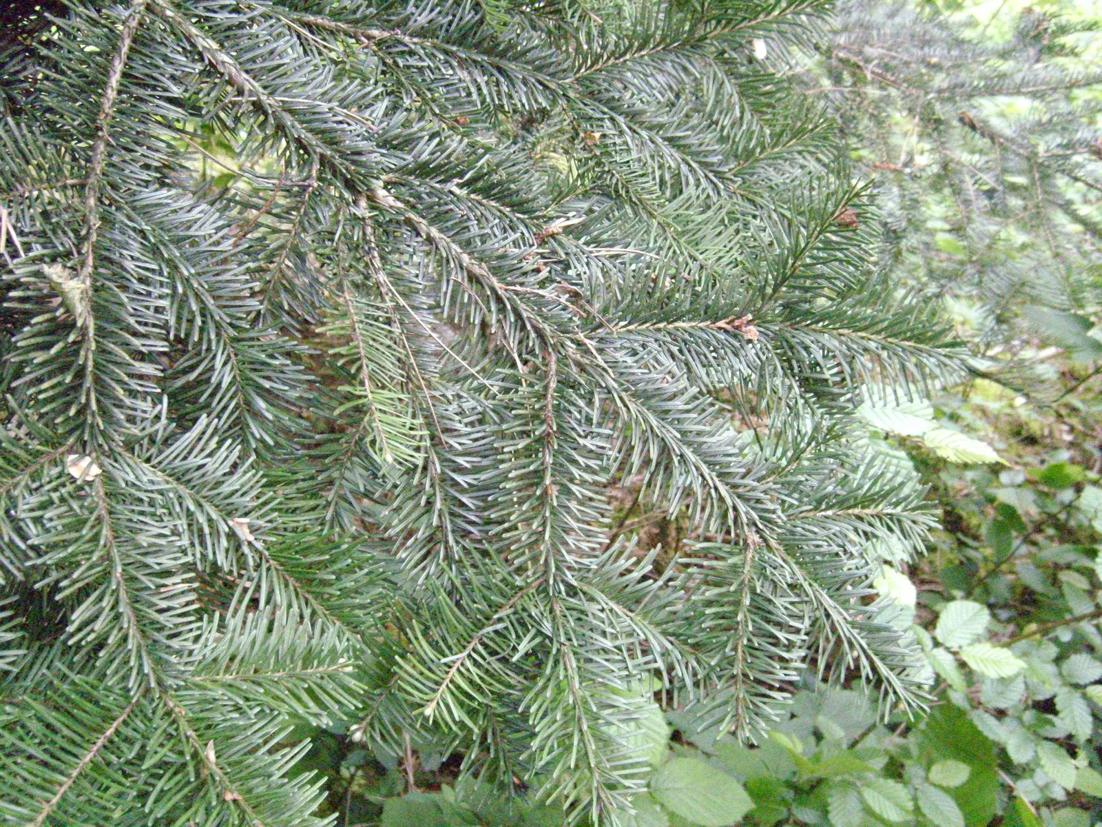 Pacific Silver Fir (Abies Amabilis) — revered for its symmetrical shape and dense foliage; and the smooth bark adds textural interest