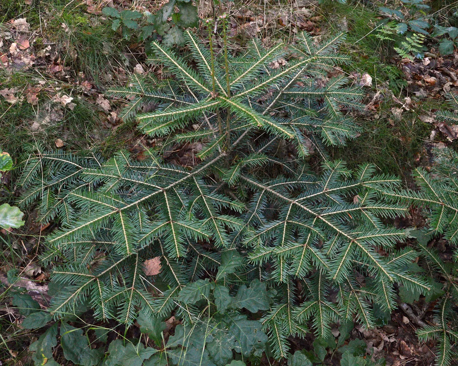 Pacific Silver Fir (Abies Amabilis) — For clients interested in sustainable features