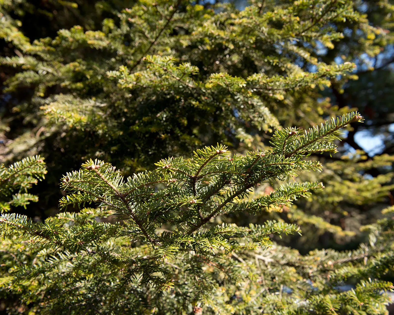 Pacific Silver Fir (Abies Amabilis) — both vertically and horizontally.<br><br>The Pacific Silver Fir is relatively slow-growing but worth the wait
