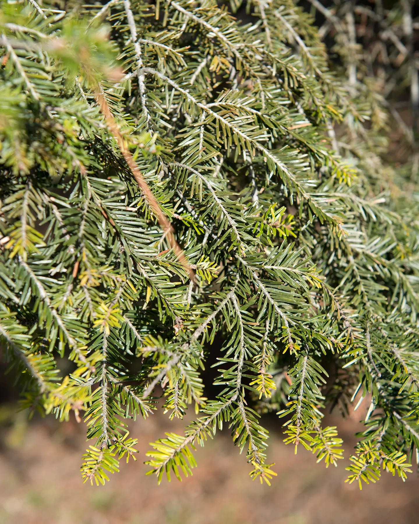 Pacific Silver Fir (Abies Amabilis) — with a proportional spread of about 20 to 25 feet at maturity