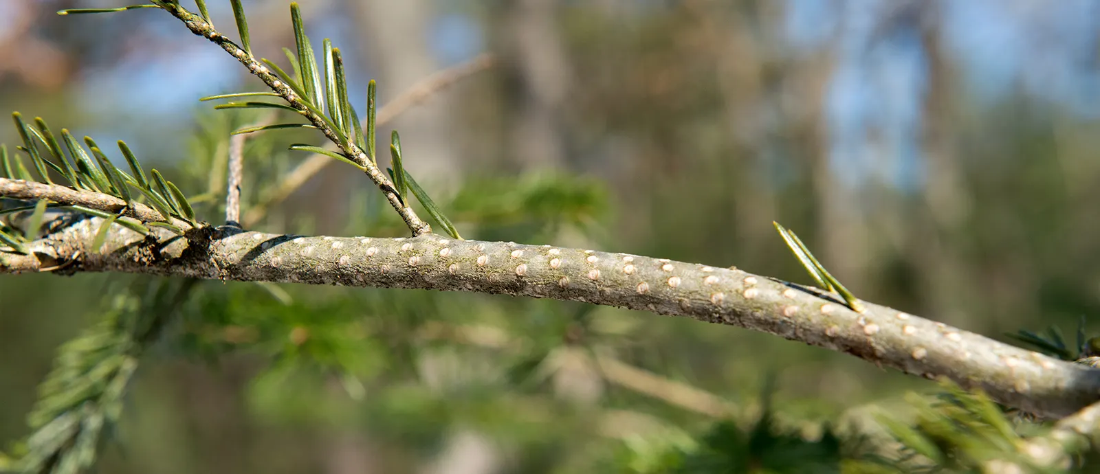 Pacific Silver Fir (Abies Amabilis) — avoiding overhead or nearby structural encroachments; well-drained soils and prefers part to full sun exposure