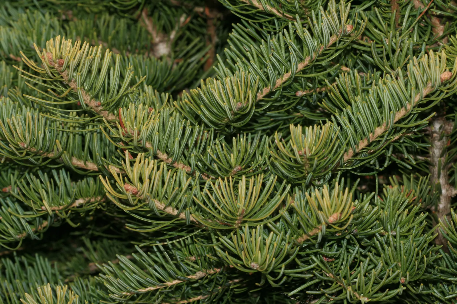 Pacific Silver Fir (Abies Amabilis) — For clients interested in sustainable features; it is important to provide ample space for this fir to grow
