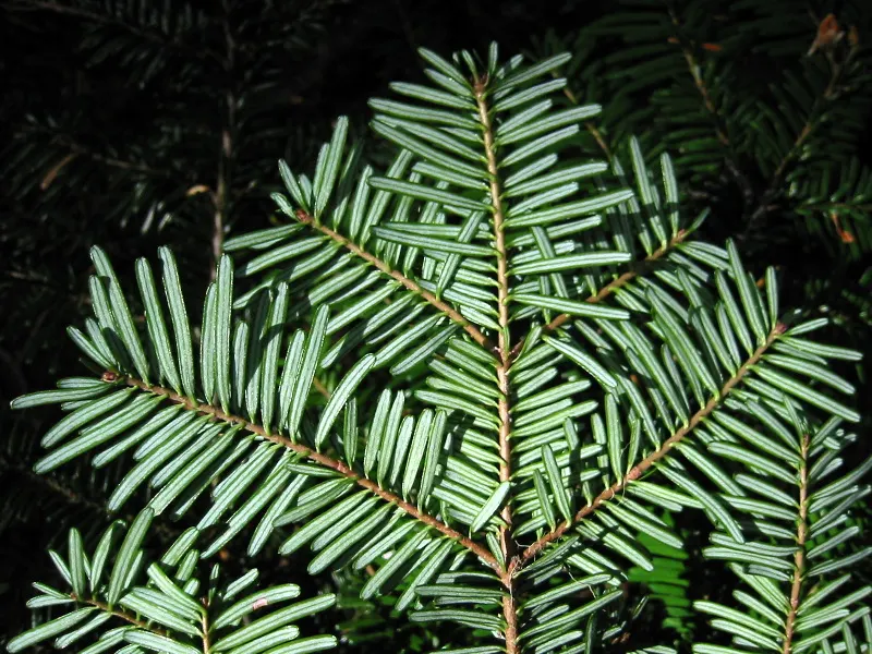 Pacific Silver Fir (Abies Amabilis) — as it brings year-round interest and an elegant presence