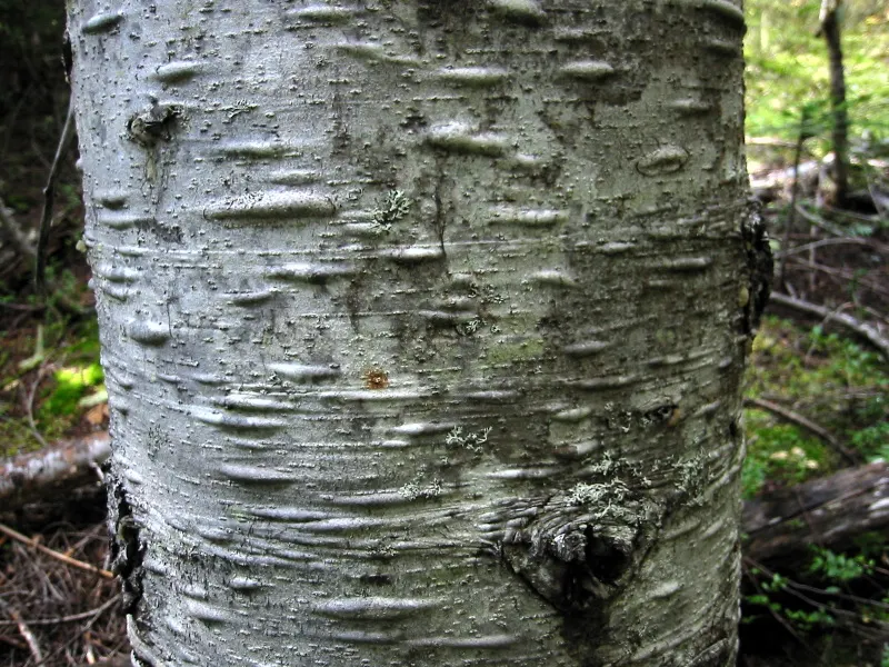 Pacific Silver Fir (Abies Amabilis) — conifer / tree for full
